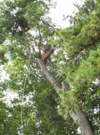Bryan Chandler took down a tree in the back