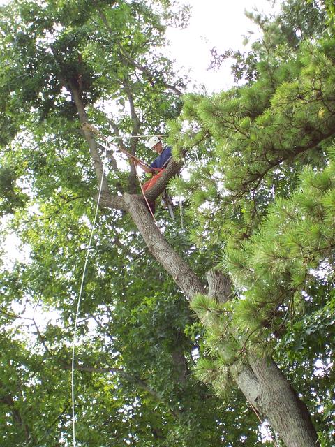 Bryan Chandler took down a tree in the back