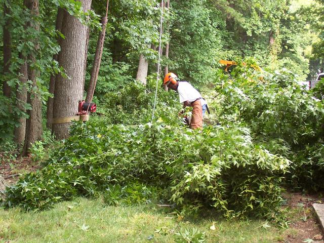It was a lot of tree
